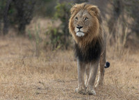 Africa-South Africa