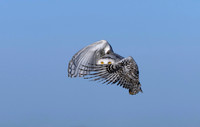 Owls