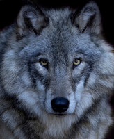Wolves/coyotes