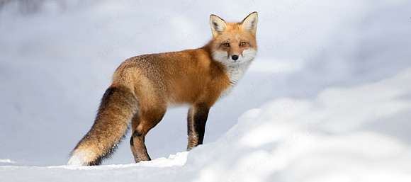 Red Fox