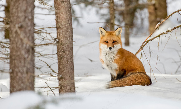 Foxy Moma