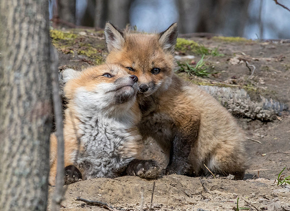 fox kits may 2017