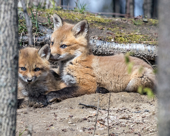 fox kits may 2017-2