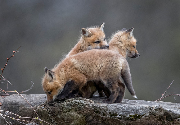 fox kits may 2017-4