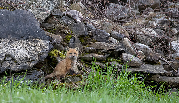 fox kits may 2017-5