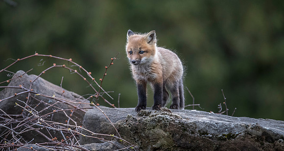 fox kits may 2017-6