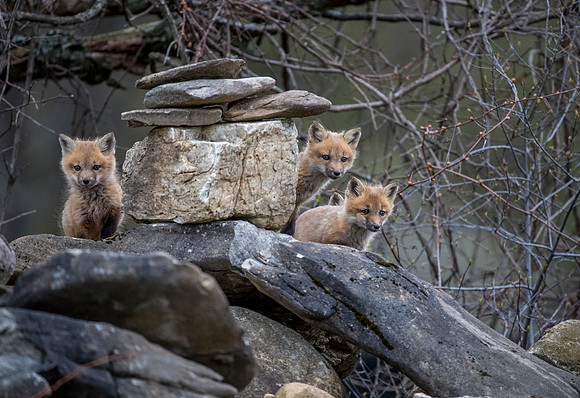 fox kits may 2017-7