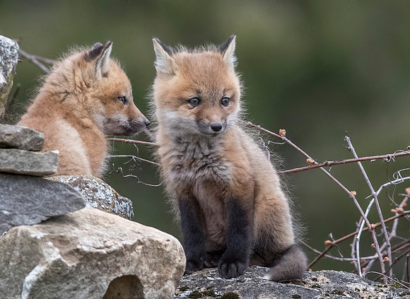 fox kits may 2017-3