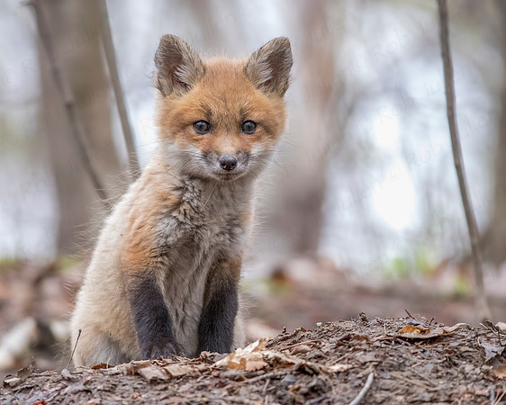 fox kits may 2017-8