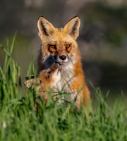 Foxes
