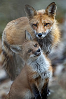 foxes