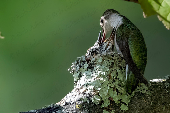 hummingbird 2