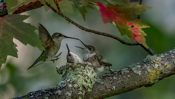 hummingbird 3