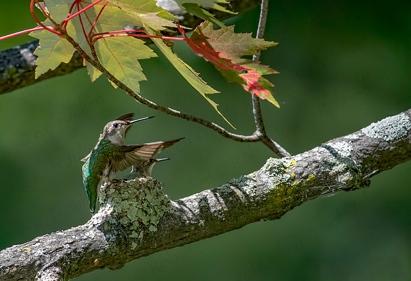 hummingbird 5