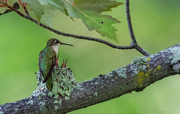 hummingbird 1
