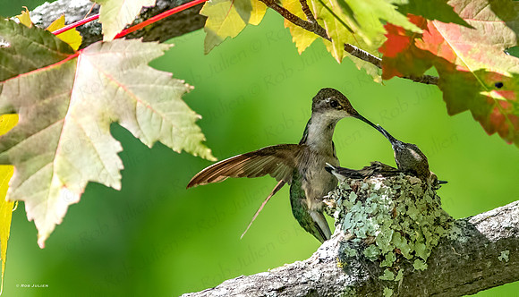 hummingbird 4