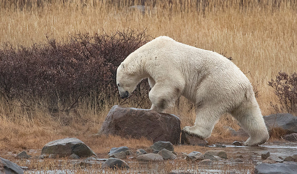 BIG MALE POLAR BEAR AT SEAL RIVER HERITAGE LODGE (5)