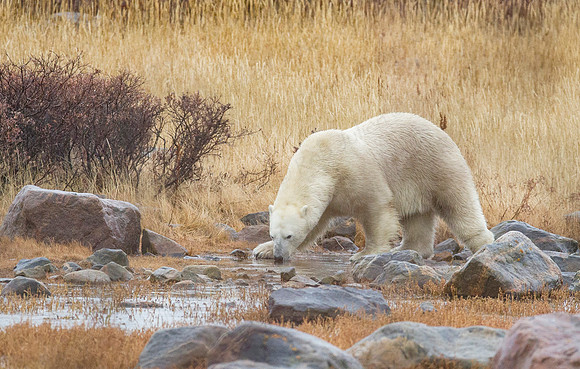 BIG MALE POLAR BEAR AT SEAL RIVER HERITAGE LODGE (4)