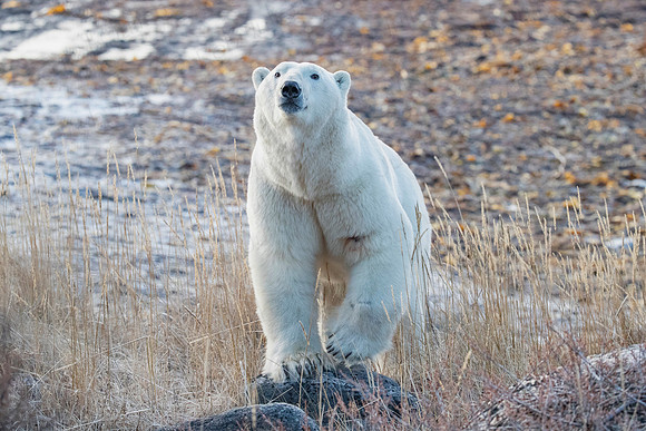 2ND MALE POLAR BEAR AT SEAL RIVER HERITAGE LODGE.(2)