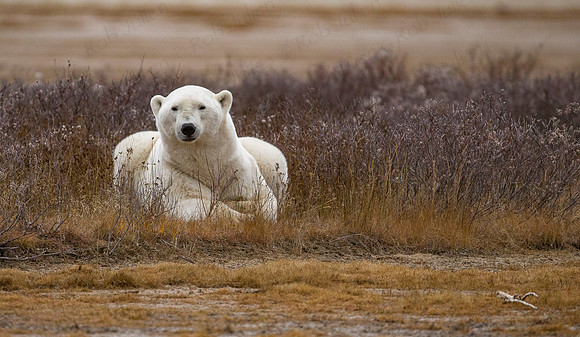 MALE POLAR BEAR NANUK POLAR BEAR LODGE