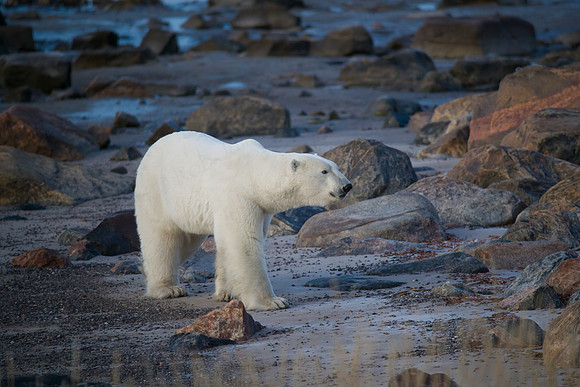 2ND MALE POLAR BEAR AT SEAL RIVER HERITAGE LODGE