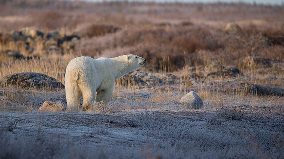 2ND MALE POLAR BEAR AT SEAL RIVER LODGE. (6)