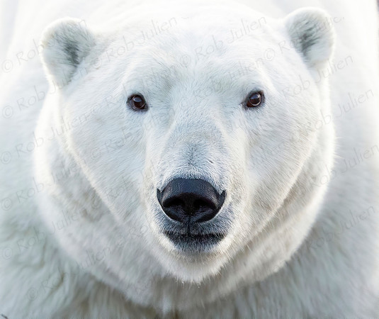 2ND MALE POLAR BEAR AT SEAL RIVER HERITAGE LODGE. (4) (Photo Karen Fowlie)