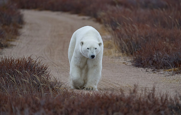 MALE POLAR BEAR NANUK POLAR BEAR LODGE (4)