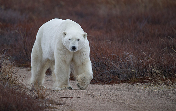 MALE POLAR BEAR NANUK    POLAR BEAR LODGE (5)