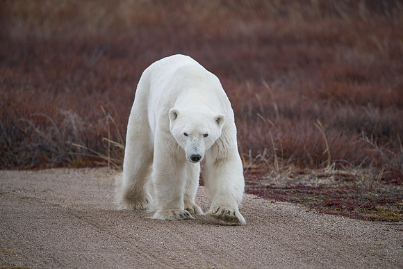 MALE POLAR BEAR NANUK POLAR BEAR LODGE (6)