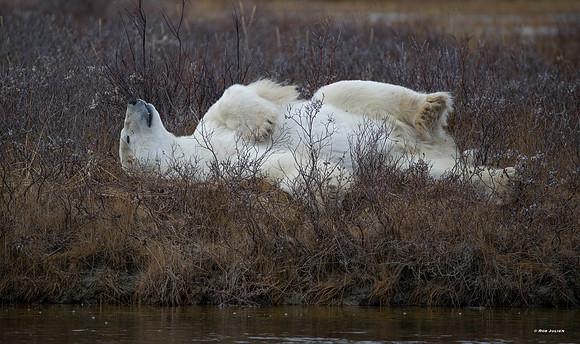 MALE POLAR BEAR NANUK POLAR BEAR LODGE (8)