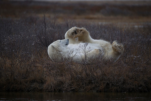 MALE POLAR BEAR NANUK POLAR BEAR LODGE (7)