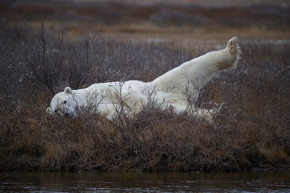 MALE POLAR BEAR NANUK POLAR BEAR LODGE (9)