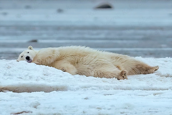 YOUNG FEMALE POLAR BEAR ALONG HUDSON'S BAY NANUK POAR BEAR LODGE