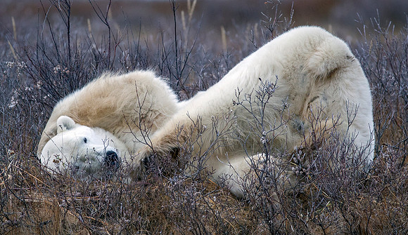 MALE POLAR BEAR NANUK POLAR BEAR LODGE (10)