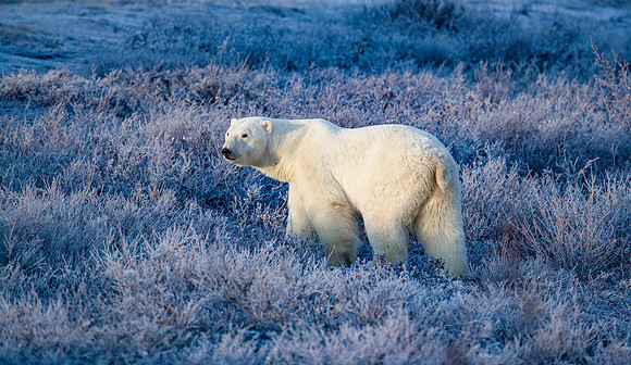 2ND MALE POLAR BEAR AT SEAL RIVER HERITAGE LODGE. (5)