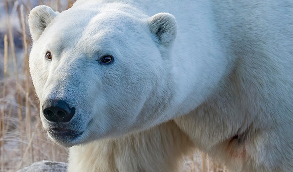 2ND MALE POLAR BEAR AT SEAL RIVER HERITAGE LODGE.(3)