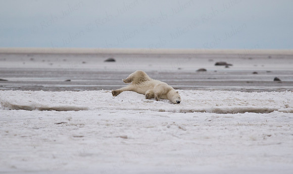YOUNG FEMALE POLAR BEAR ALONG HUDSON'S BAY NANUK POLAR BEAR LODGE
