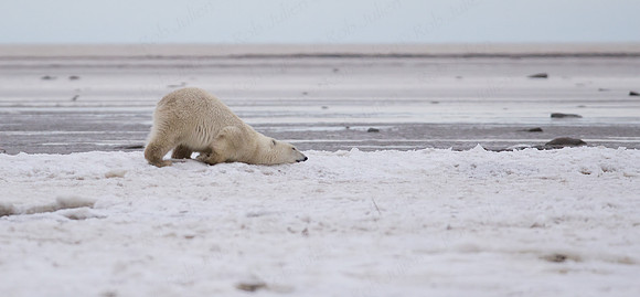YOUNG FEMALE POLAR BEAR ALONG HUDSON'S BAY NANUK POLAR BEAR  LODGE