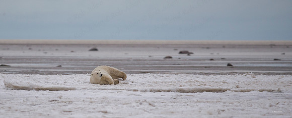 YOUNG FEMALE POLAR BEAR ALONG HUDSON'S BAY NANUK POLAR BEAR LODGE