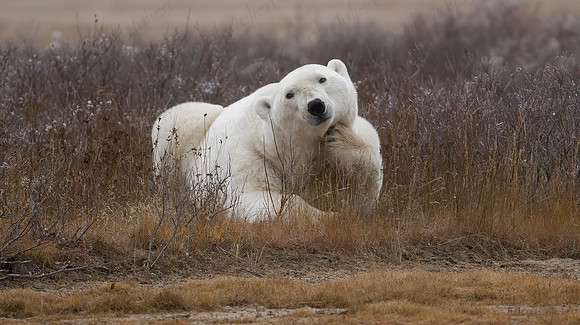 MALE POLAR BEAR NANUK POLAR BEAR LODGE(2)