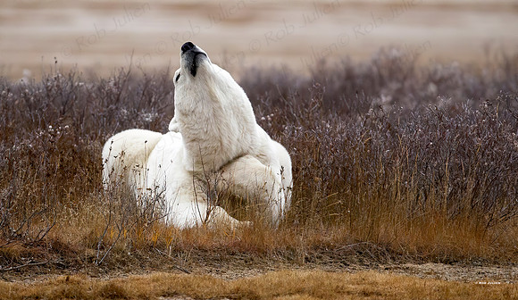 MALE POLAR BEAR NANUK POLAR BEAR LODGE(3)