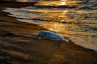Hawaii