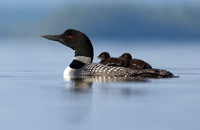 Common Loons