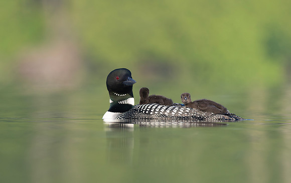 loon17