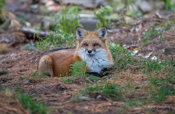 Red Fox II