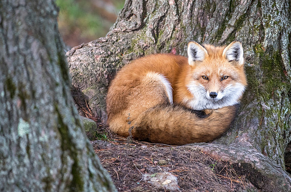 Red Fox