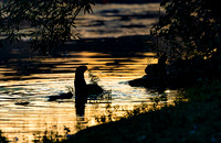River Otters